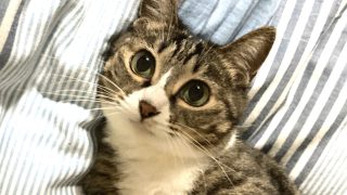 ハッピー猫暮らし