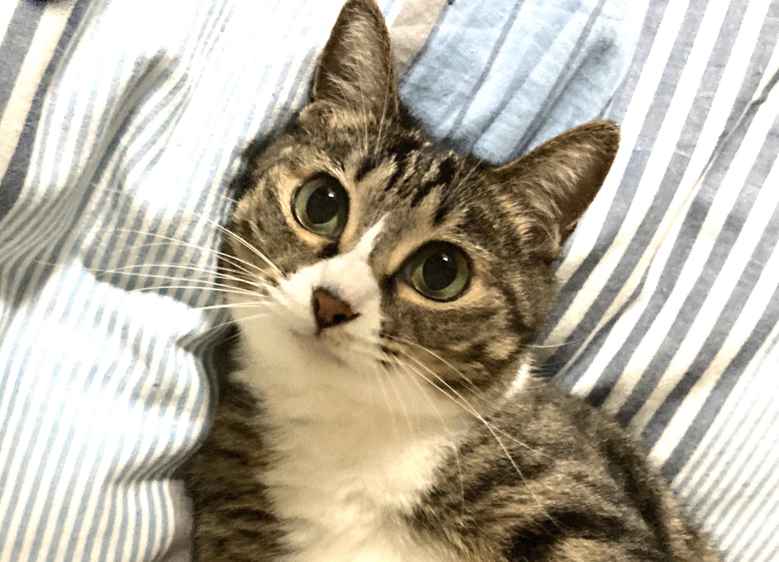 ハッピー猫暮らし